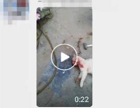 山东滨州博兴县本地某“赛鸽交流群”传播出一段虐猫的视频