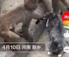4月11日，河南新乡动物园虐猫事件引发关注。