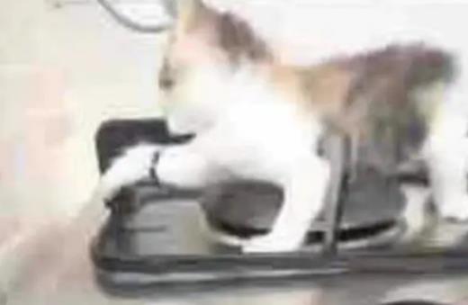 辽宁一男子网络转发一段残忍虐猫视频！猫被放在煤气灶上用火烧……